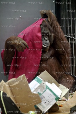 Gdanskie Zoo. 40 urodziny orangutanow Rai i Alberta.
26.03.2013
fot....