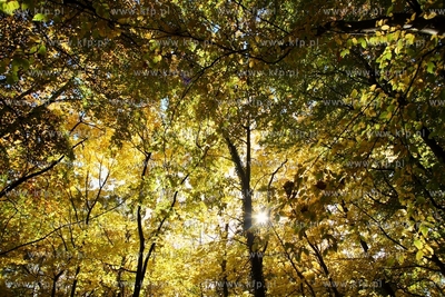 Sopot. Lisie Wzgorze.
14.10.2013
fot. Krzysztof Mystkowski...