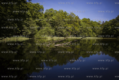 Sopot. Staw Nowowiejskiego, czyli tzw. Morskie Oko.
22.05.2017
fot....