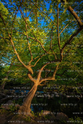 Park Oliwski.
11.06.2021
fot. Krzysztof Mystkowski...