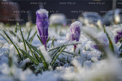 Zimowy epizod w Gdańsku. Gdańskie łąki miejskie...