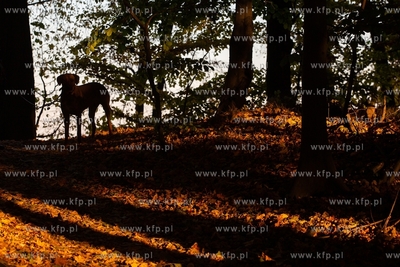 Gdynia Orłowo. Złota jesień. 14.10.2018 / Fot. Anna...