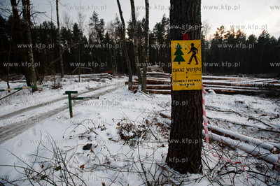 Gdansk. Rebiechowo. Wycinka drzew pod budowe Pomorskiej...