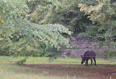 Dziki pojawily sie przy karczmie Harnas w okolicach...
