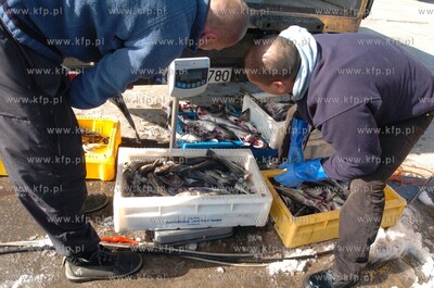 Ustka port, rozladunek zlowinych ryb z kutra Ust-122....