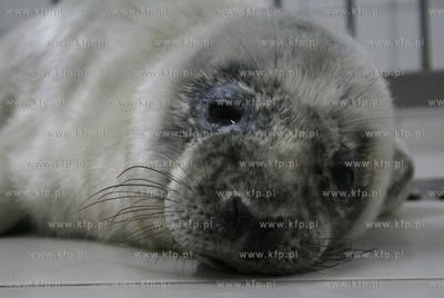 Mloda foka, ktora chora znaleziono na plazy w Orzechowie,...