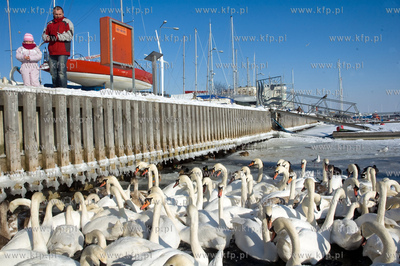 W związku z silnymi mrozami władze Gdyni zwróciły...