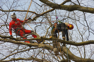 Mistrzostwa Polski we Wspinaczce Drzewnej w Dolinie...