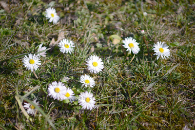 Stokrotki rosnące na poboczu ulicy Morskiej w dzielnicy...