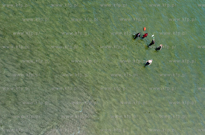 Marsz Sledzia odbywa sie Rybitwia Mielizna (Rewa Mew)...