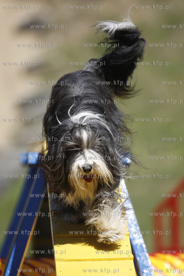 Gdynia Kolibki. Adventure Park. Festyn  Pies w Wielkim...