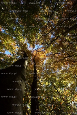 Sopot. Lisie Wzgorze.
14.10.2013
fot. Krzysztof Mystkowski...