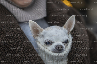 Sopockie Miasteczko Świąteczno-Noworoczne. Pies w...