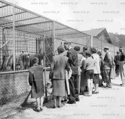 Zwiedzajacy oliwskie ZOO przy klatkach z bialymi niedzwiedziami....
