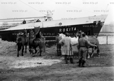 Załadunek koni na statek Rokita w porcie. (lata60)....