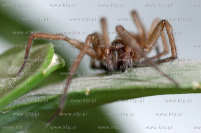 Pajak.
29.11.2006
fot. Andrzej J. Gojke / KFP