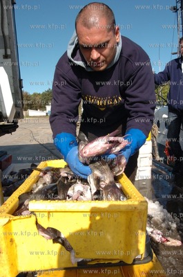 Ustka port, rozladunek zlowinych ryb z kutra Ust-122.
12.05.2009...