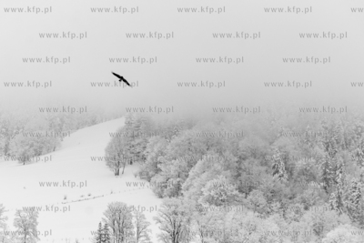 XXVII Pomorski Konkursu Fotografii Prasowej Gdańsk...