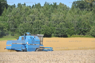 Zniwa pszenzyta na polach w Sulminie na Kaszubach....