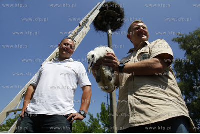 Kowale. Obraczkowanie bocianow bialych. Akcja odbywa...