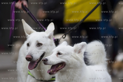 Spacer podopiecznych gdańskiego schroniska Promyk...