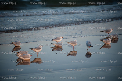 Gdansk. Zimowe morzne popoludnie na plazy w Jelitkowie.
27.01.2012
fot....