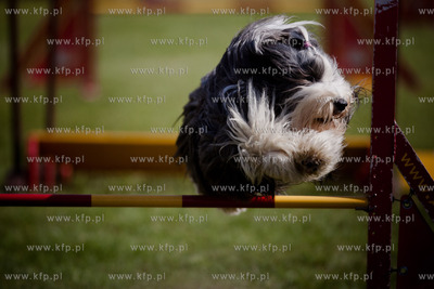 Sopot. Hipodrom. XX Miedzynarodowa Wystawa Psow Rasowych.
Nz...