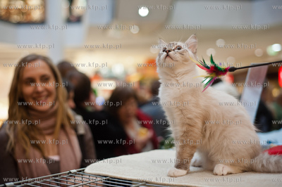 Gdansk. Galeria Baltycka. Obchody swiatowego dnia kota....