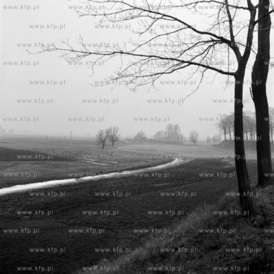 Łąki na terenie dzielnicy Gdańska Płonia Mała....