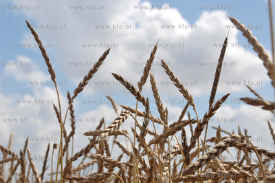 Zniwa w okolicy Pelplina
07.08.2009
fot. Krzysztof...