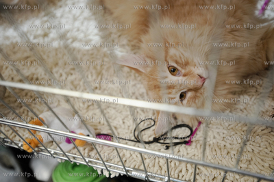 Swiatowy Dzien Kota w Galerii Baltyckiej. Obchodom...