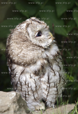 Puszczyk.
06.05.2012 fot. Maria Karczewska / KFP