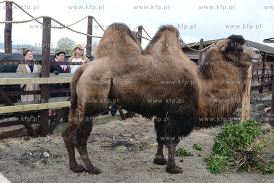 11.11.2013 o godz. 11:11 otwarto ZOO FARME W Debogorzu,...