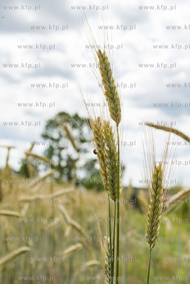 Chwaszczyno.11.07.2019 Fot. Anna Bobrowska / KFP