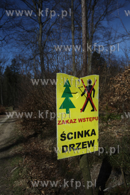 Scinka drzew w Trójmiejskim Parku Krajobrazowymw w...