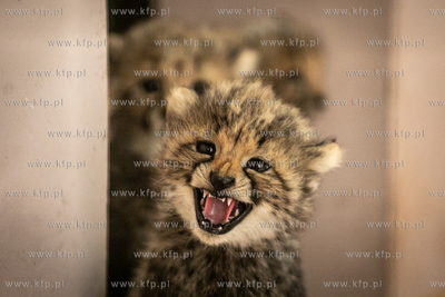 W gdańskim zoo urodziły się gepardy grzywiaste....