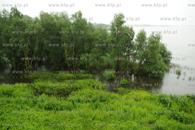 Bobrowniki. Laki i las zalane przez Wisle 05.07.2009fot....