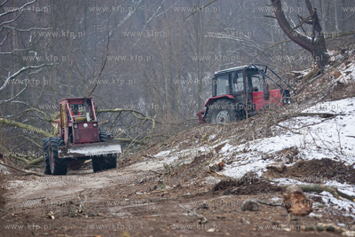 Gdansk. Oliwa. Wycinka drzew pod budowe Pomorskiej...