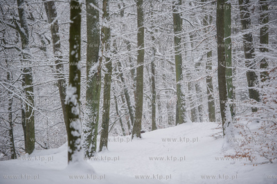 Sniezny zimowy dzien nad jeziorem Otominskim.
21.01.2016
fot....