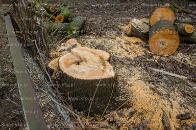 Gdańsk. Wycięte drzewa na jednej z działek przy...