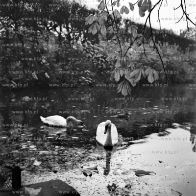 Łabędzie w parku w Gdańsku Oliwie. 1969
0000359z
Fot....