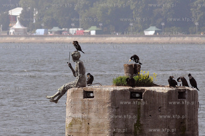 Gdynia. Zlotu Zaglowcow - The Tall Ships Races 2009....