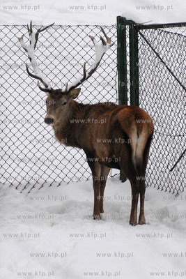 Zima w Miejskim Ogrodzie zoologicznym Wybrzeza w Gdansku...