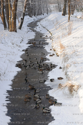 Gdynia Orlowo w zimowej szacie. Nz. ptaki nad Rzeka...