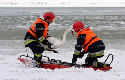 Strazacy z Ustki uratowali labedzia, ktory przymarzl...