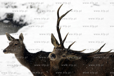 Ogrod Zoologiczny w Gdansku Oliwie. Wybieg dla jeleni....