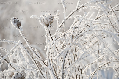 Piekna zima na zabytkowej ul. Wiezyckiej w Gdansku-Lostowicach.
16.01.2010
fot....