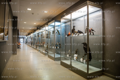 Uniwersytet Gdanski. Wydzial Biologii. Ekspozycja gadow,...