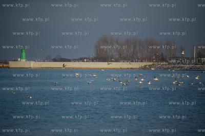 Gdańsk.  Falochron Zachodni w Nowym Porcie.
16.02.2017
fot....