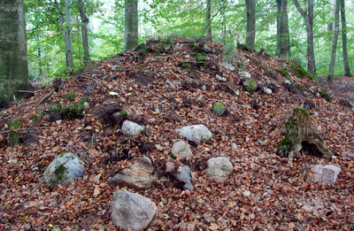 Kurhany w lesie kolo wsi Lewino dm. Luzino (pow. Wejherowo)...